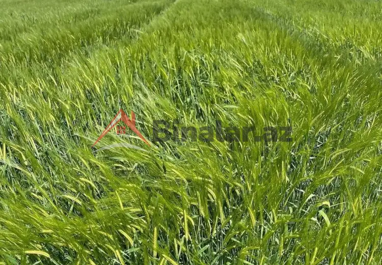 3 000 AZN - 5750 sot Torpaq Satılır, Oğuz
