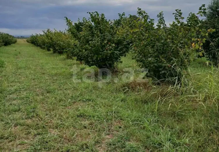 82 000 AZN - 0 m² Obyekt / Ofis , Xudat