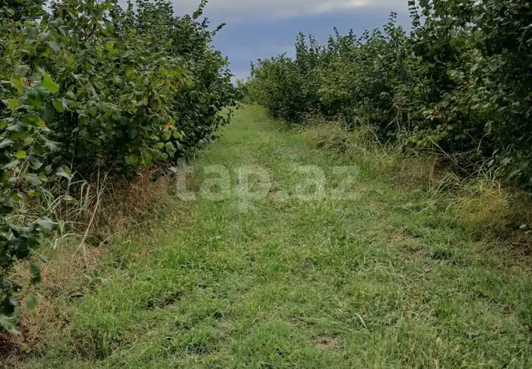 82 000 AZN - 0 m² Obyekt / Ofis , Xudat