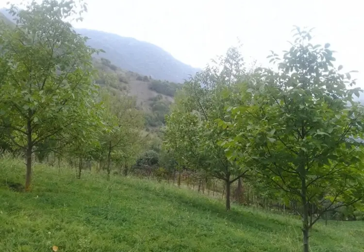 36 000 AZN - 16 sot Torpaq Satılır, İsmayıllı
