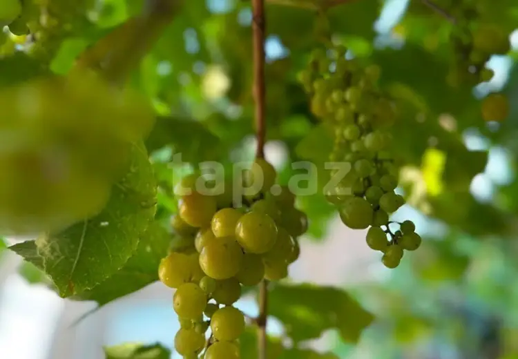 400 AZN - 3 otaqlı mənzil Kirayə (aylıq), Biləcəri qəs., Binəqədi, Bakı