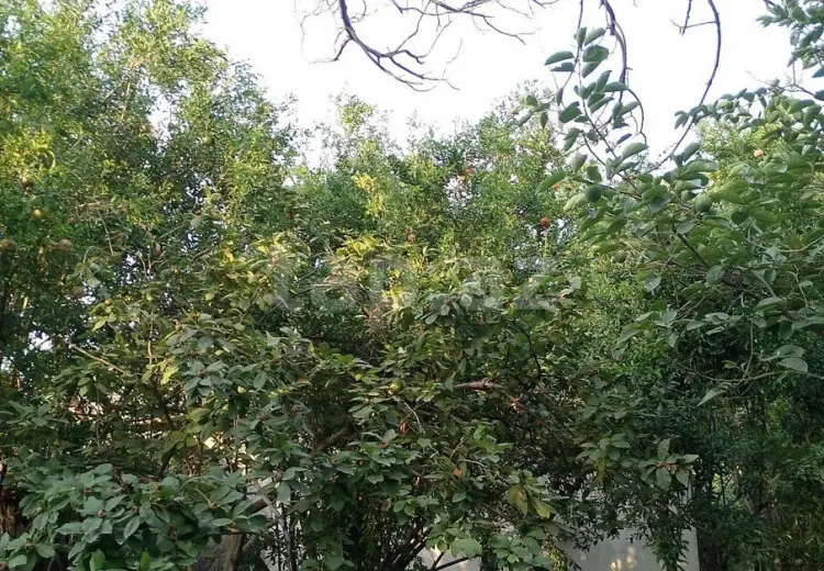 25 000 AZN - 0 m² Obyekt / Ofis , Bərdə