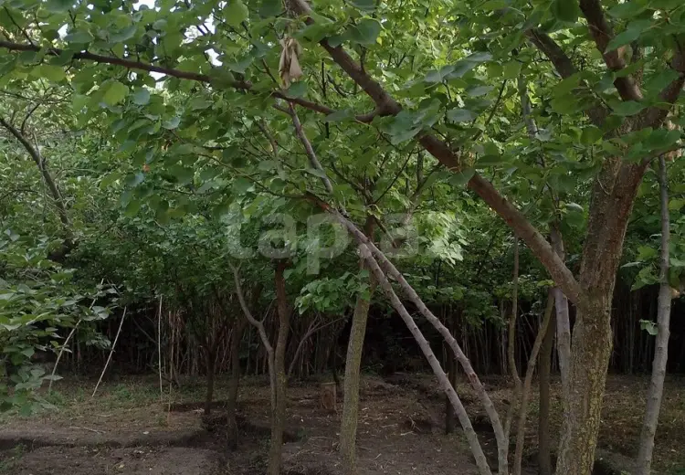25 000 AZN - 0 m² Obyekt / Ofis , Bərdə