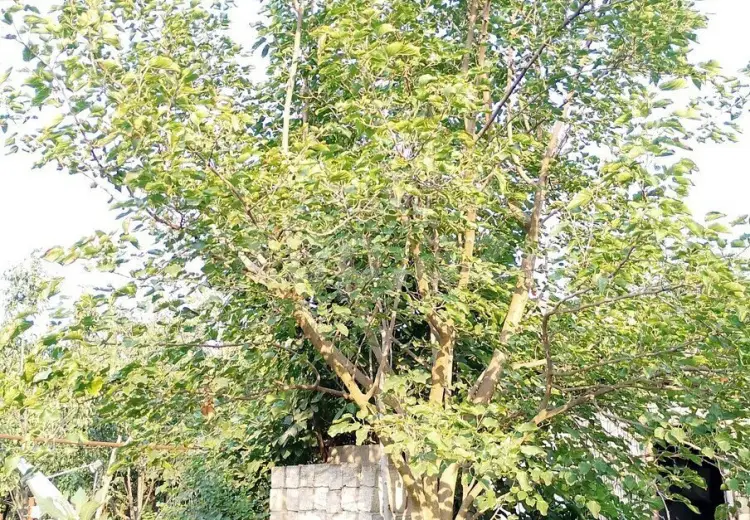 25 000 AZN - 0 m² Obyekt / Ofis , Bərdə