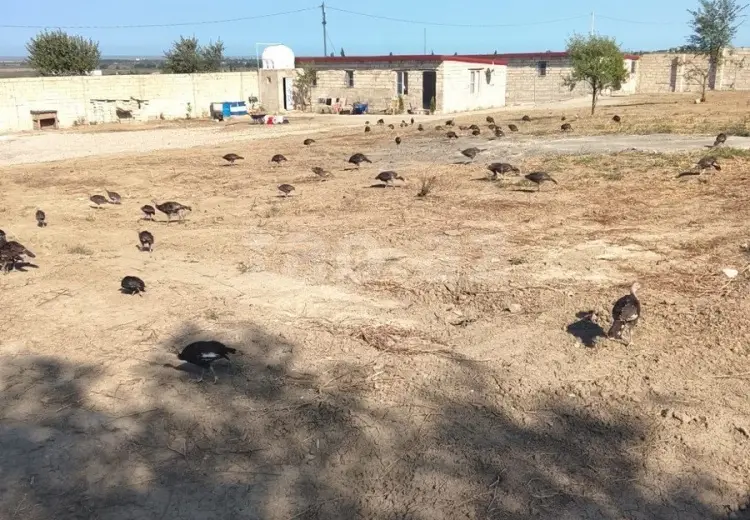 186 000 AZN - 0 m² Obyekt / Ofis , Şabran