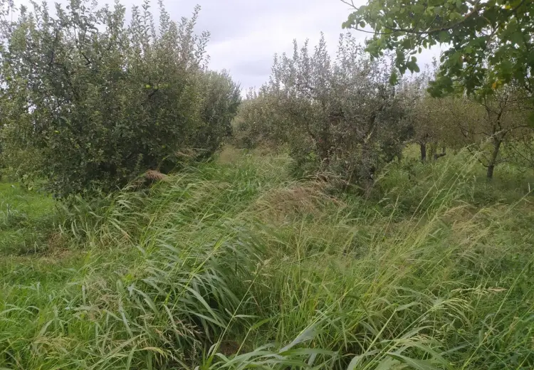 36 000 AZN - 90 sot Torpaq Satılır, Quba