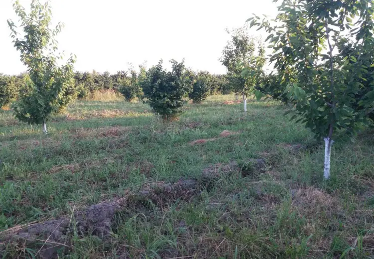 42 000 AZN - 100 sot Torpaq Satılır, Xaçmaz