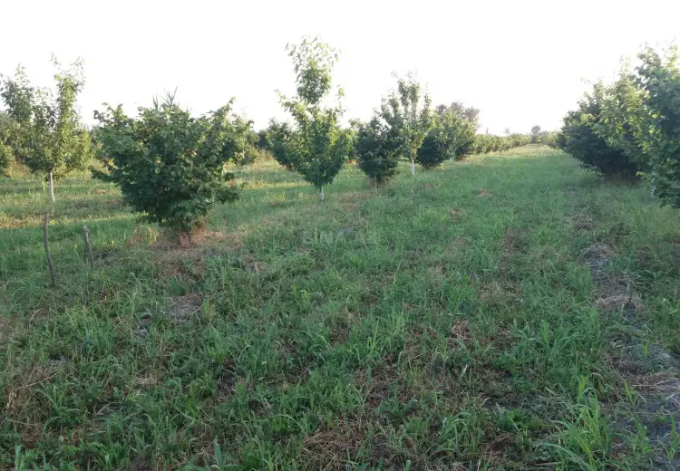42 000 AZN - 100 sot Torpaq Satılır, Xaçmaz