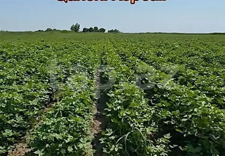 125 000 AZN - 0 m² Obyekt / Ofis , Bərdə