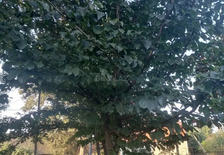 15 000 AZN - 11.2 sot Torpaq Satılır, Lənkəran