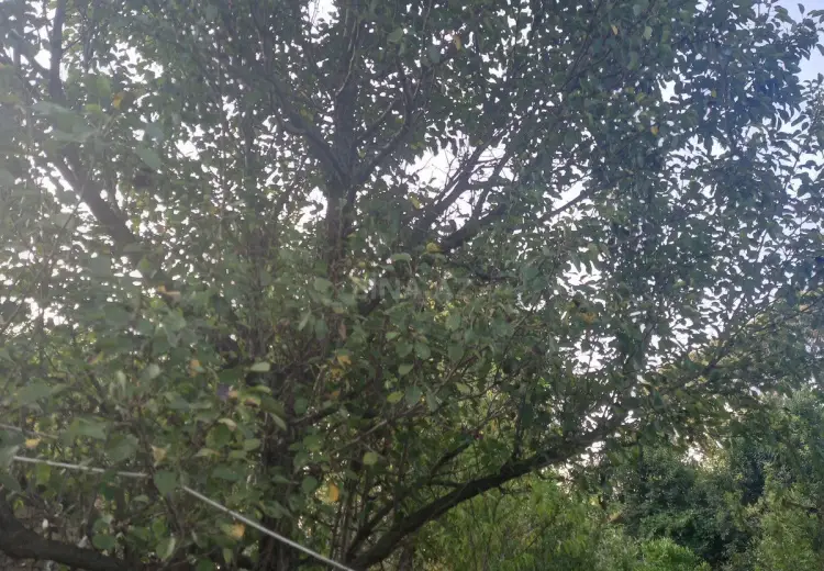 15 000 AZN - 11.2 sot Torpaq Satılır, Lənkəran