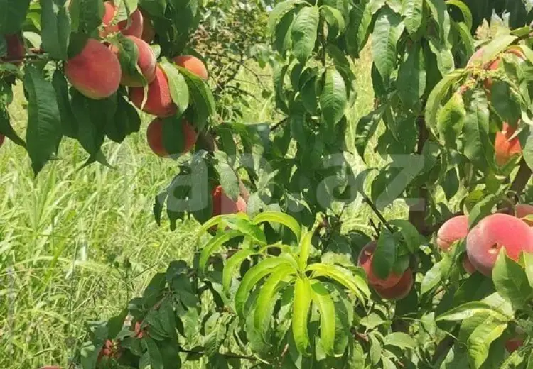 55 000 AZN - 0 m² Obyekt / Ofis , Mingəçevir