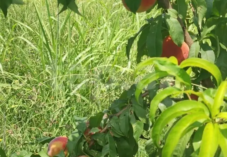 55 000 AZN - 0 m² Obyekt / Ofis , Mingəçevir