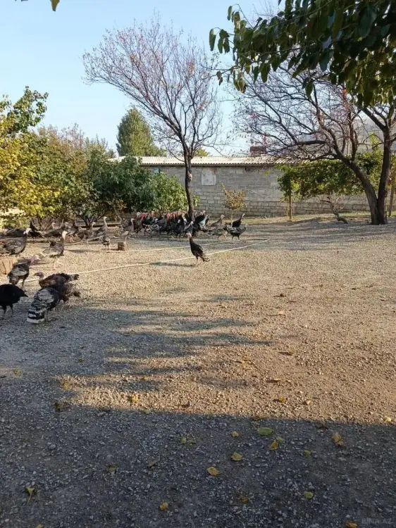 60 000 AZN - 1200 m² Obyekt / Ofis Satılır, Siyəzən