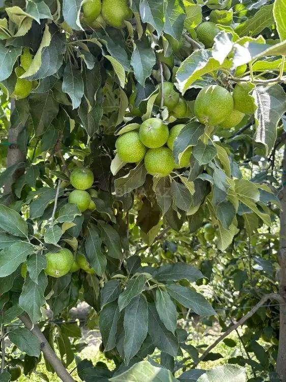 5 000 000 AZN - 5000 sot Torpaq Satılır, Qusar