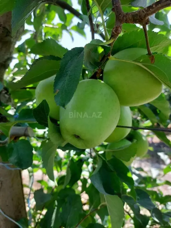 5 000 000 AZN - 5000 sot Torpaq Satılır, Qusar
