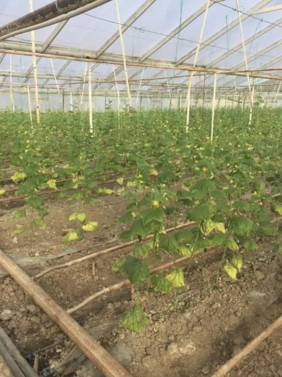 310 000 AZN - 60000 m² Obyekt / Ofis Satılır, Salyan