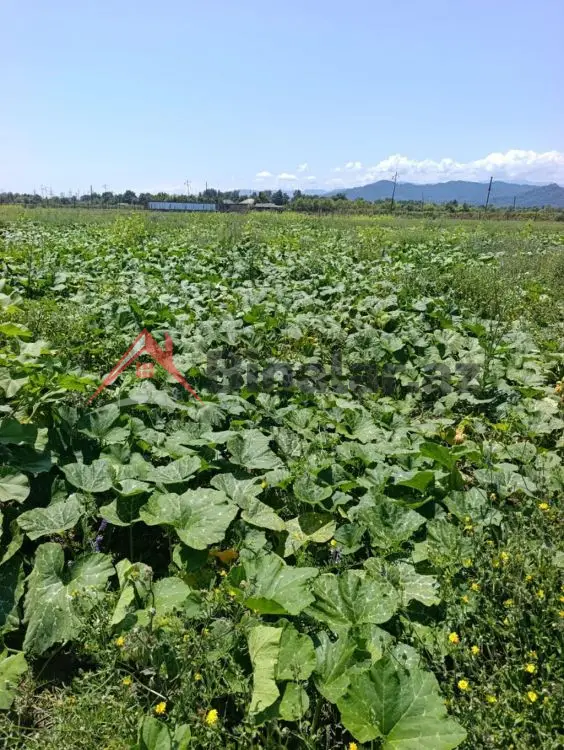 850 AZN - 3300 sot Torpaq Kirayə (aylıq), Lənkəran