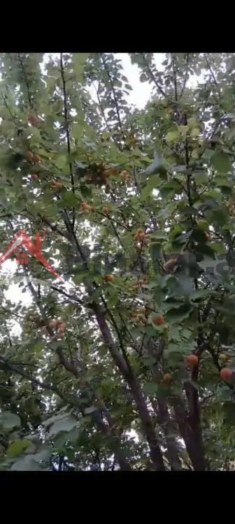 24 000 AZN - 12 sot Torpaq Satılır, Tovuz