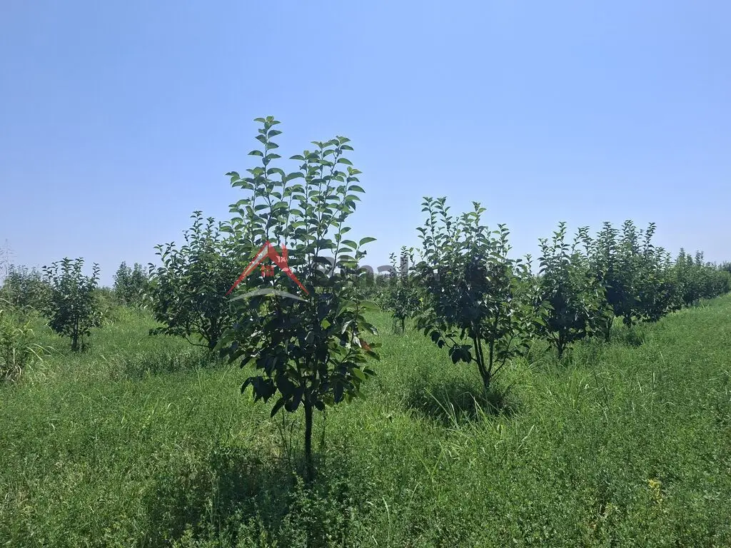 40 000 AZN - 100 sot Torpaq Satılır, Göyçay