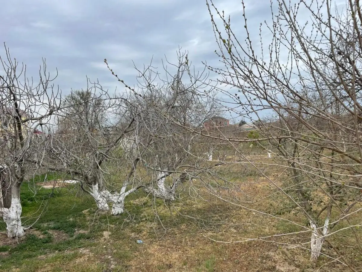 980 000 AZN - 10000 sot Torpaq Satılır, Siyəzən