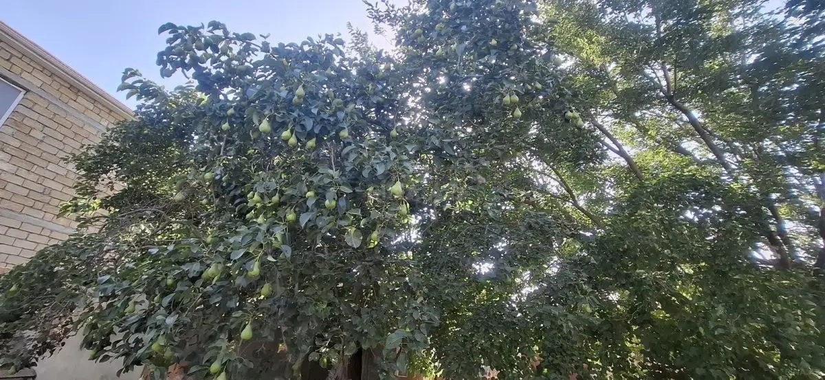 205 000 AZN - 10 sot Torpaq Satılır, Mehdiabad, Abşeron