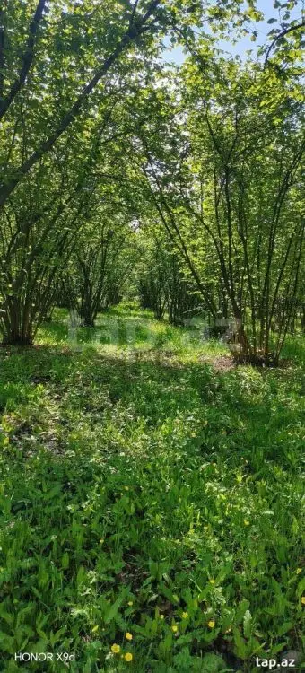 50 000 AZN - 0 m² Obyekt / Ofis , Qax