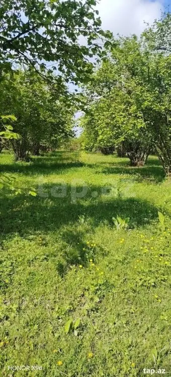 50 000 AZN - 0 m² Obyekt / Ofis , Qax
