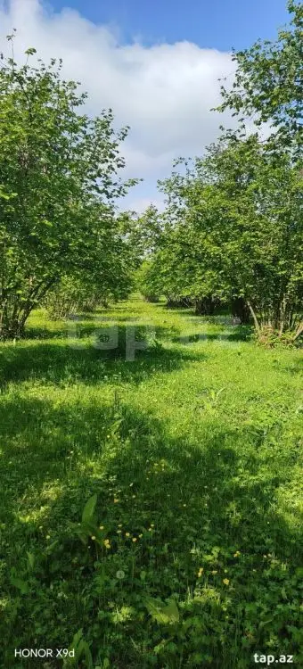 50 000 AZN - 0 m² Obyekt / Ofis , Qax
