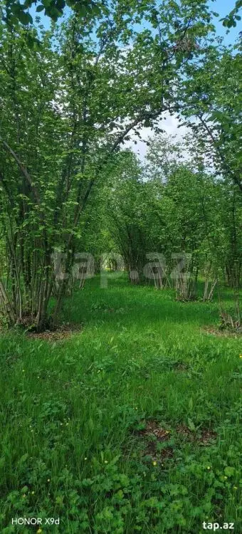 50 000 AZN - 0 m² Obyekt / Ofis , Qax
