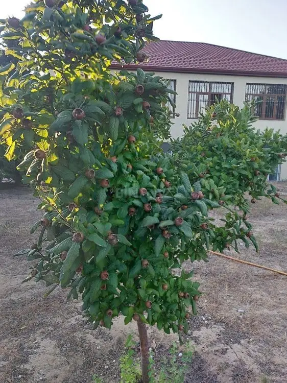 62 500 AZN - 5 sot Torpaq Satılır, Pirallahı, Bakı