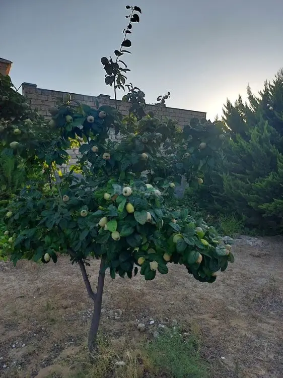 62 500 AZN - 5 sot Torpaq Satılır, Pirallahı, Bakı