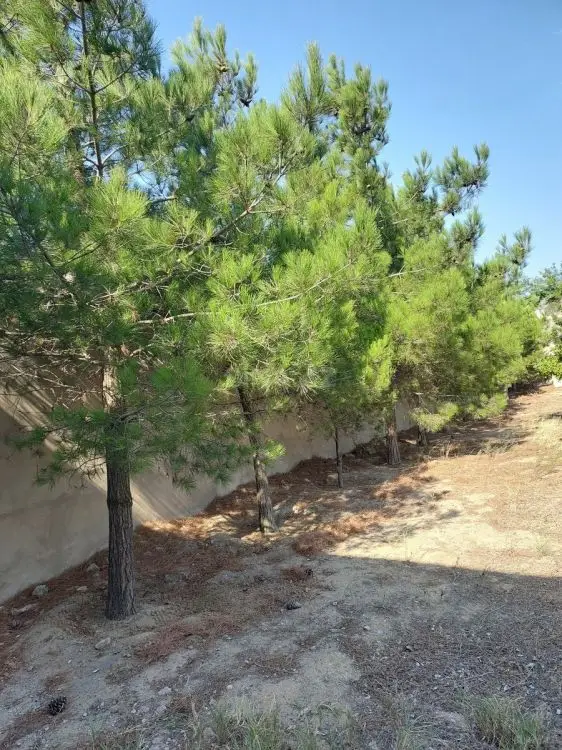 62 500 AZN - 5 sot Torpaq Satılır, Pirallahı, Bakı