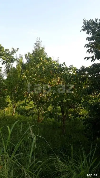 36 000 AZN - 0 m² Obyekt / Ofis , Göyçay