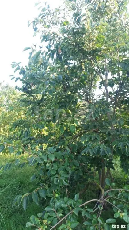 36 000 AZN - 0 m² Obyekt / Ofis , Göyçay