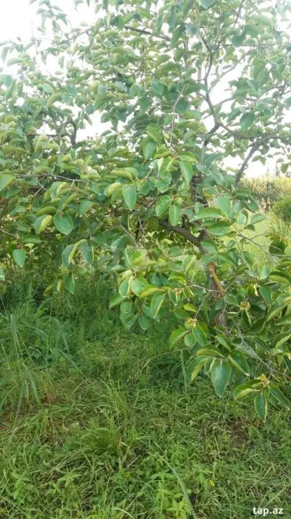 36 000 AZN - 0 m² Obyekt / Ofis , Göyçay