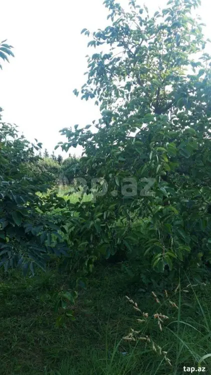 36 000 AZN - 0 m² Obyekt / Ofis , Göyçay