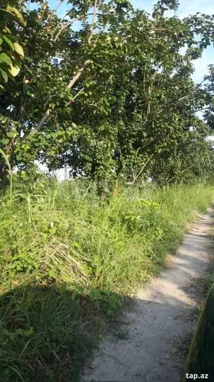 36 000 AZN - 0 m² Obyekt / Ofis , Göyçay