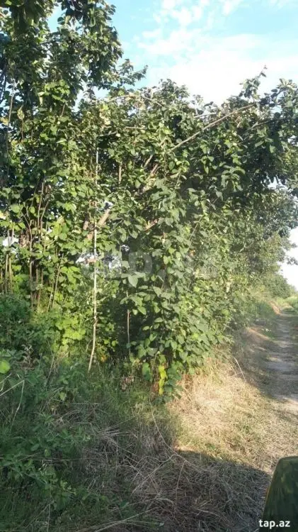 36 000 AZN - 0 m² Obyekt / Ofis , Göyçay