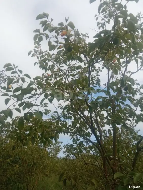 36 000 AZN - 0 m² Obyekt / Ofis , Göyçay