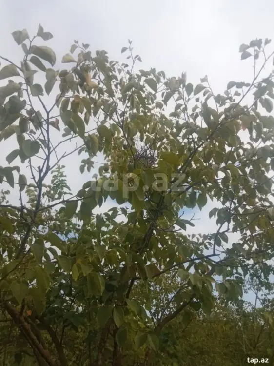 36 000 AZN - 0 m² Obyekt / Ofis , Göyçay