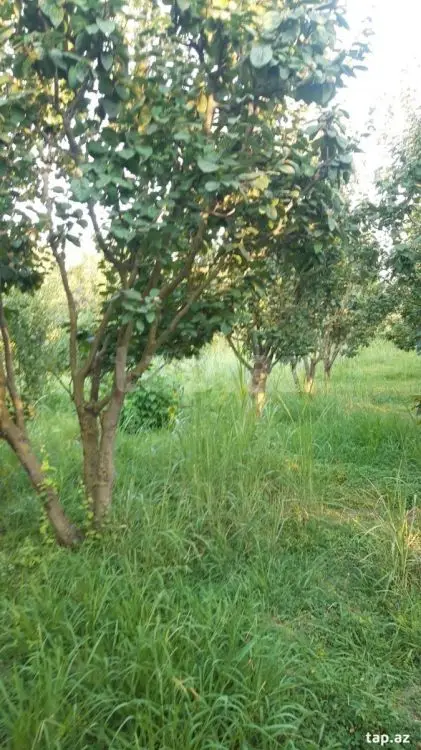 36 000 AZN - 0 m² Obyekt / Ofis , Göyçay