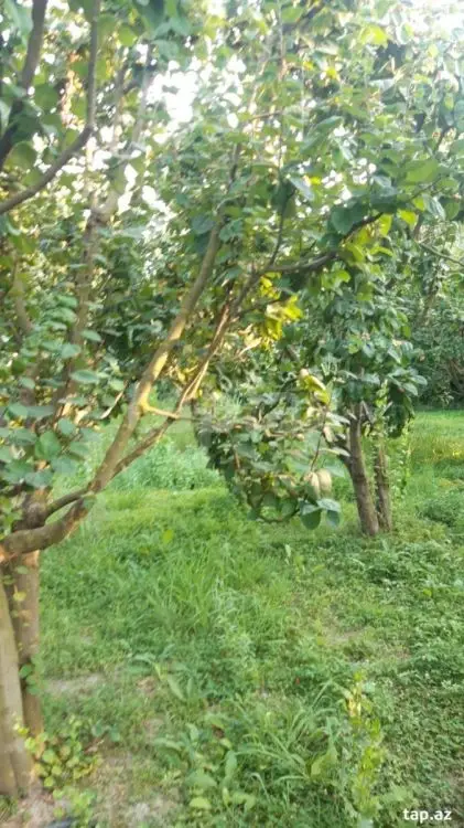 36 000 AZN - 0 m² Obyekt / Ofis , Göyçay