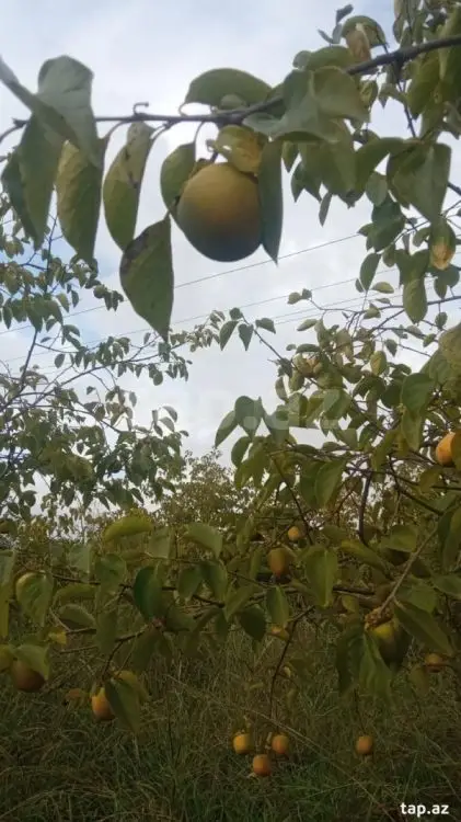 36 000 AZN - 0 m² Obyekt / Ofis , Göyçay
