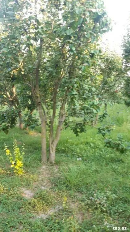 36 000 AZN - 0 m² Obyekt / Ofis , Göyçay