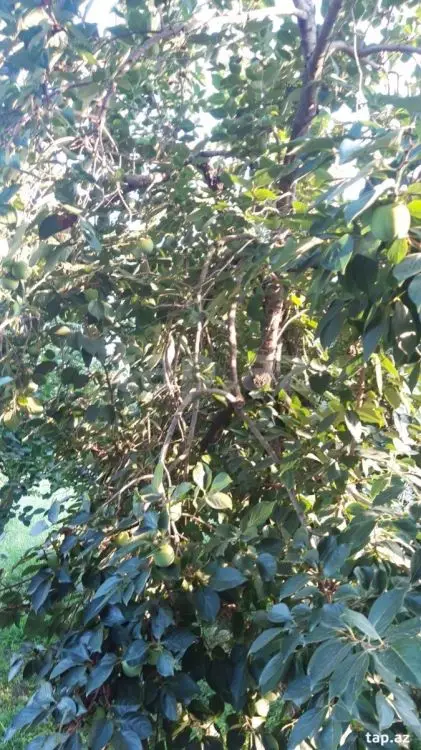 36 000 AZN - 0 m² Obyekt / Ofis , Göyçay