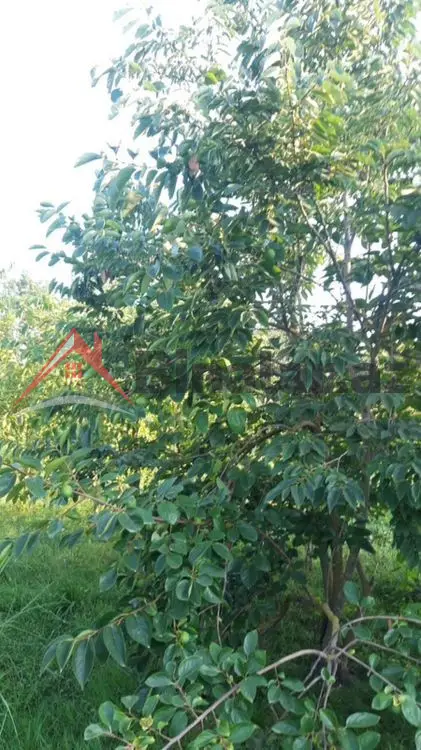 36 000 AZN - 300 sot Torpaq Satılır, Göyçay