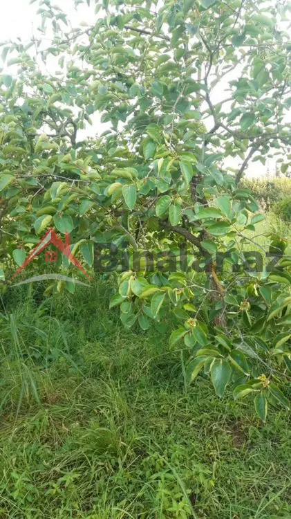 36 000 AZN - 300 sot Torpaq Satılır, Göyçay