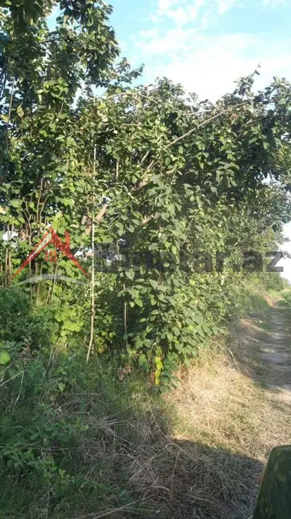 36 000 AZN - 300 sot Torpaq Satılır, Göyçay