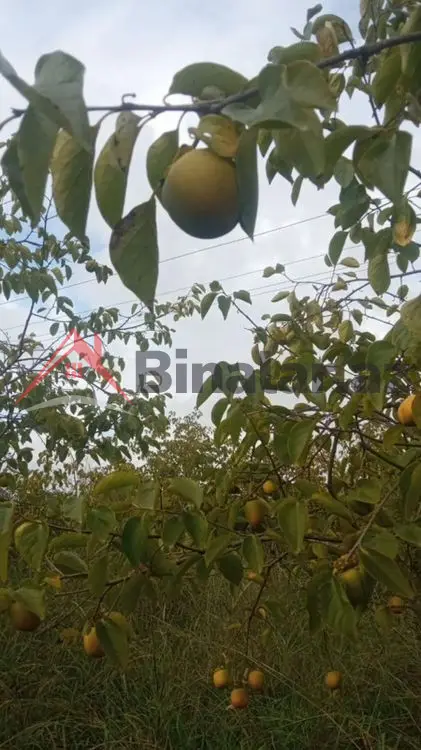 36 000 AZN - 300 sot Torpaq Satılır, Göyçay